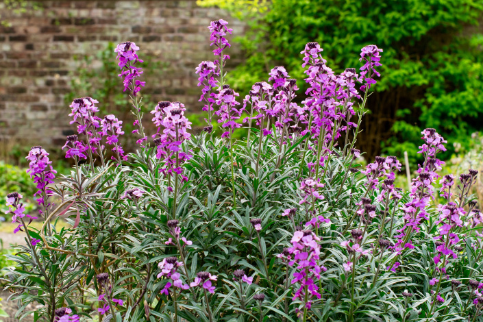 Trýzel 'Bowle's Mauve'