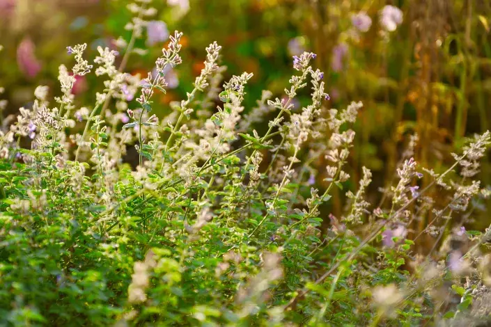 Odkvetlá šanta na podzim Odkvetlá šanta na podzim