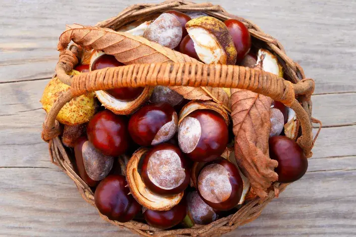 Košík plný kaštanů Košík plný kaštanů