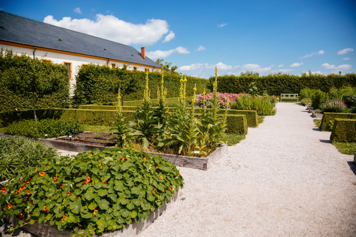 Bylinková zahrada_buxus