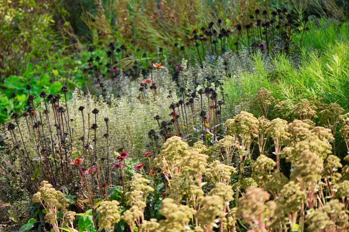 Odkvetlý trvalkový záhon na podzim Odkvetlý trvalkový záhon na podzim