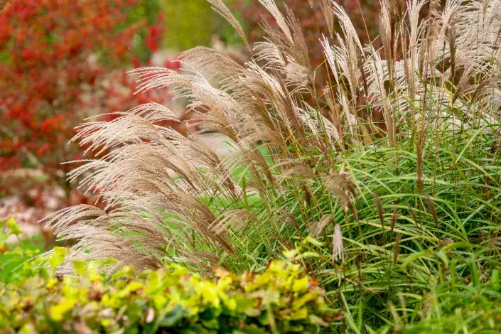Okrasné trávy na podzim Okrasné trávy na podzim