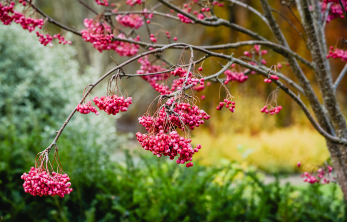 Jeřáb Vilmorinův (Sorbus vilmorinii)