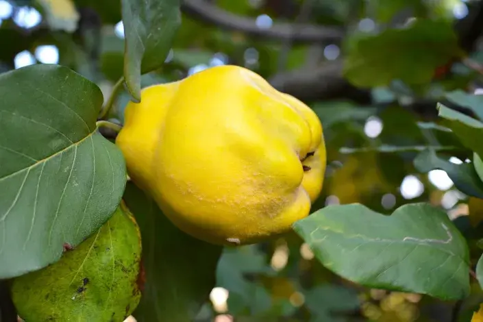 Žlutý plod kdouloně Žlutý plod kdouloně