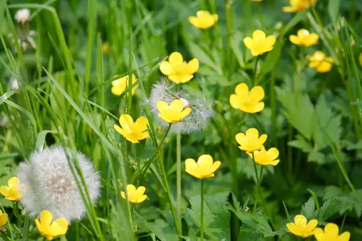 Pryskyřník plazivý a pampeliška v trávě