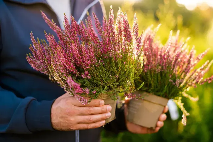 Vřesy v květináčích Vřesy v květináčích