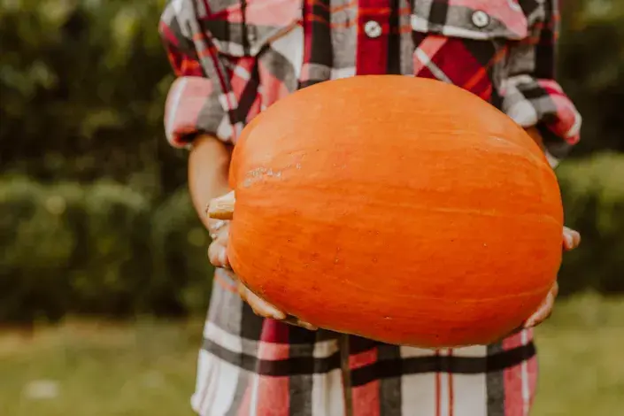 jak je sklízet dyně a uchovávat, aby dlouho vydržely