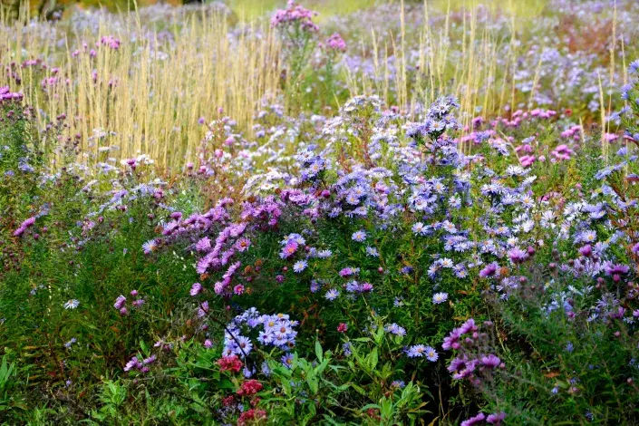 Podzimní záhon s hvězdnicemi a travinami Podzimní záhon s hvězdnicemi a travinami