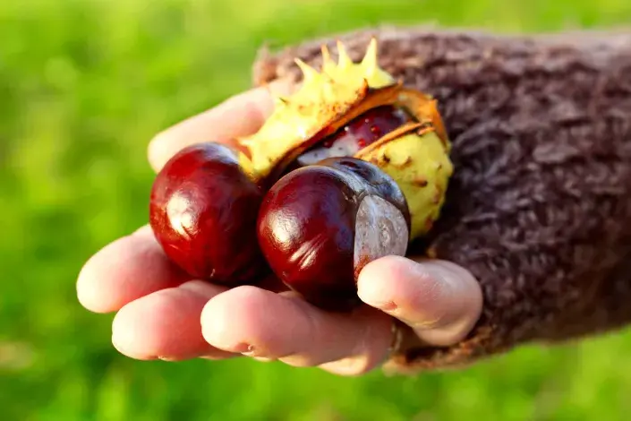 Kaštany na dlani Kaštany na dlani