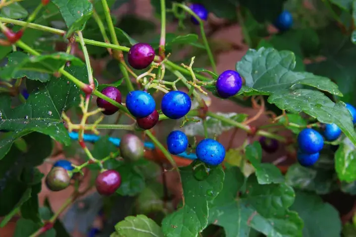 Modré plody révovníku Modré plody révovníku