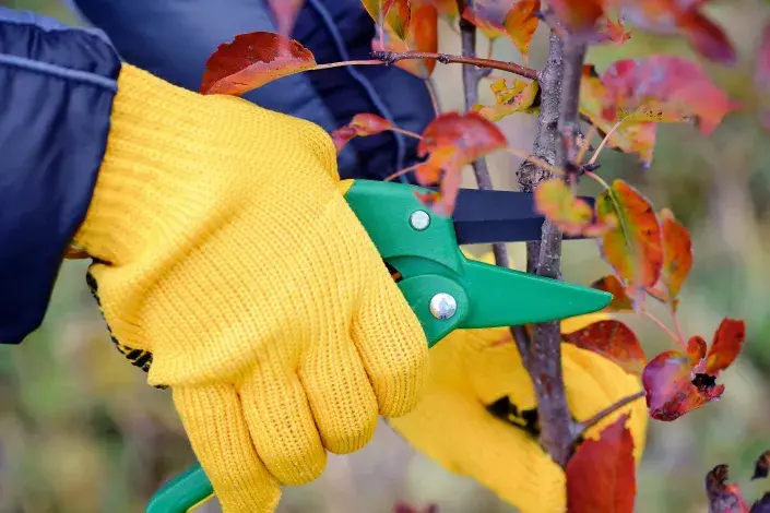 Podzimní řez ovocného stromku Podzimní řez ovocného stromku