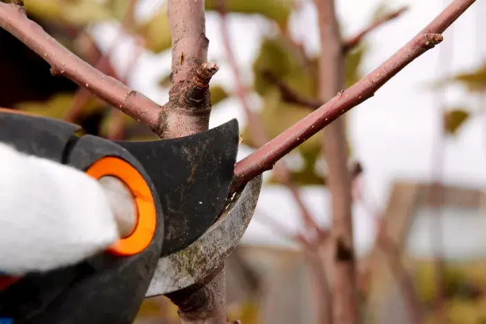 Výchovný řez Výchovný řez