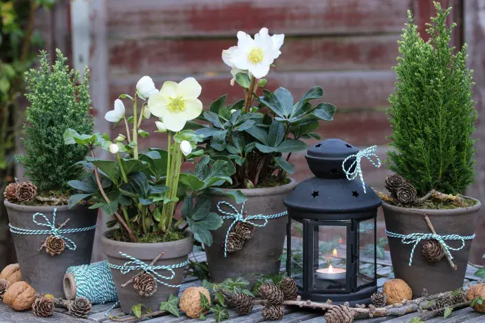 Čemeřice truhlík Čemeřice v květináčích