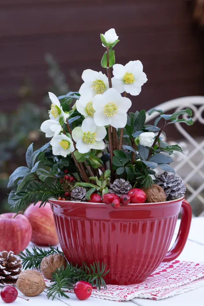 Čemeřice truhlík Čemeřice v podzimním květináči