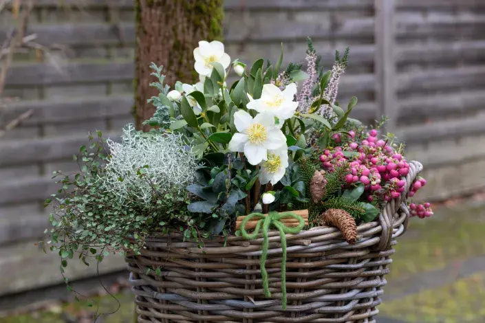 Čemeřice truhlík Čemeřice podzimní výzdoba