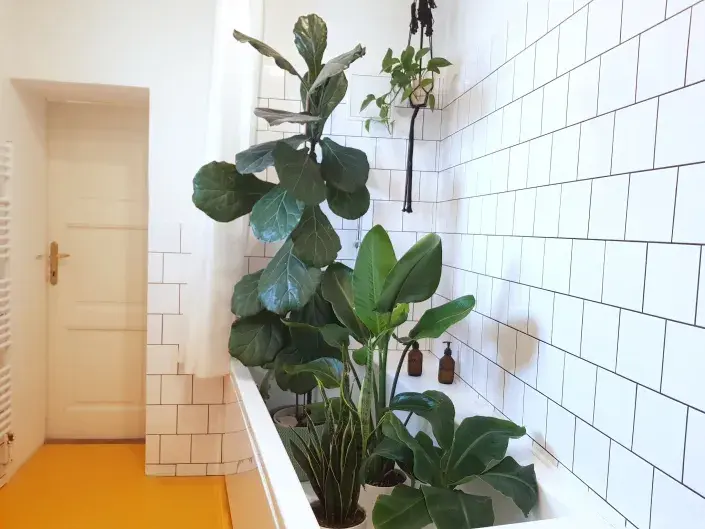 Sprchování rostlin Sprchování rostlin