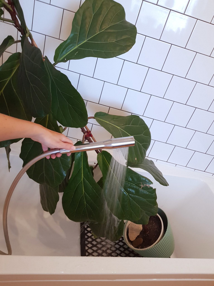 Sprchování rostlin 2