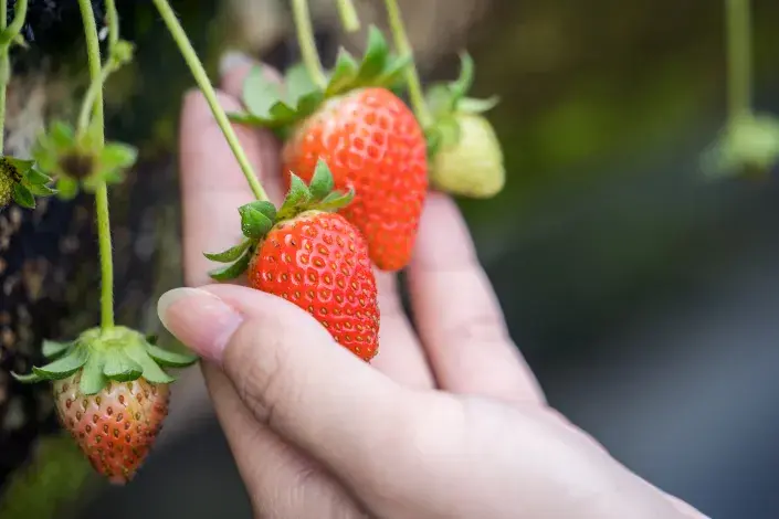 Úroda jahod Úroda jahod