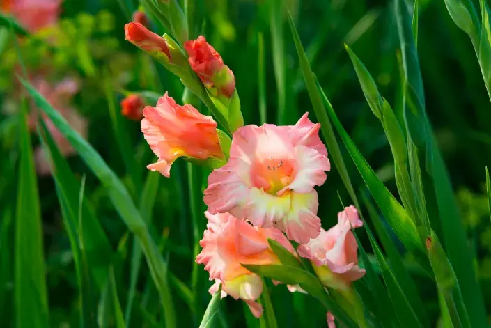 Mečíky jsou ozdobou každé zahrady