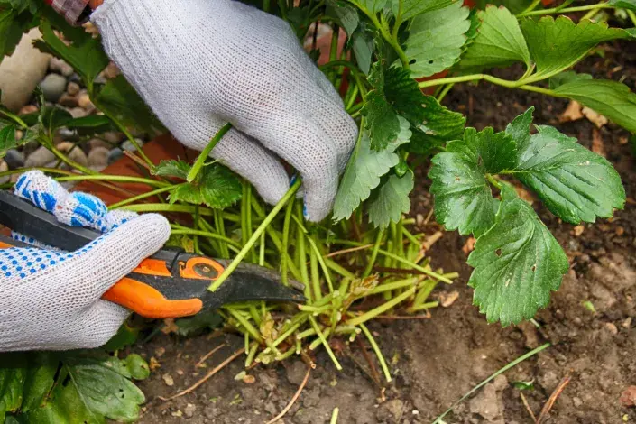 Jahodníky na podzim ostříhejte Jahodníky na podzim ostříhejte