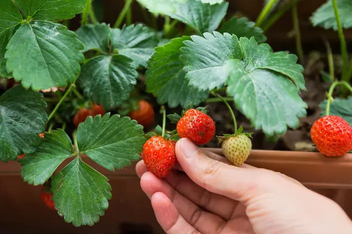 Zazimování jahod v truhlíku Zazimování jahod v truhlíku
