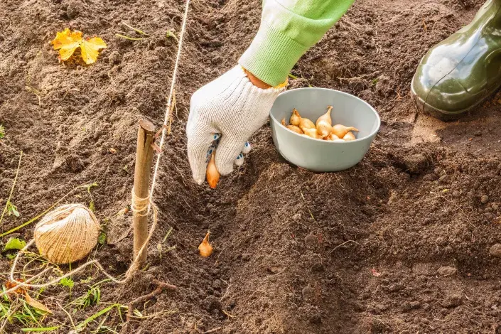 Výsadba ozimé cibule Výsadba ozimé cibule