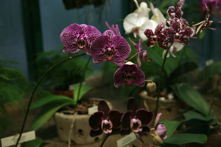 Botanická orchideje Botanická orchideje