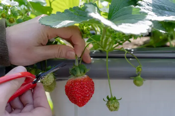 Příprava jahod před zimou Příprava jahod před zimou