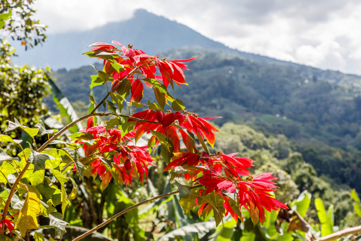 Poinsettie jako keř na Bali