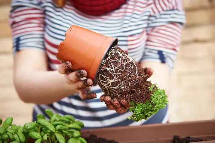 Přesazování kupovaných bylinek Přesazování kupovaných bylinek