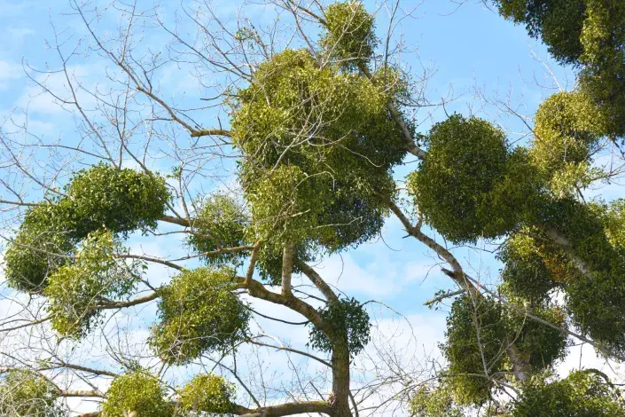 Kvíz Vánoce Jmelí