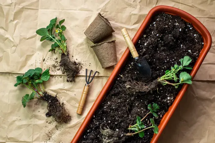 Jahody v truhlíku Jahody v truhlíku