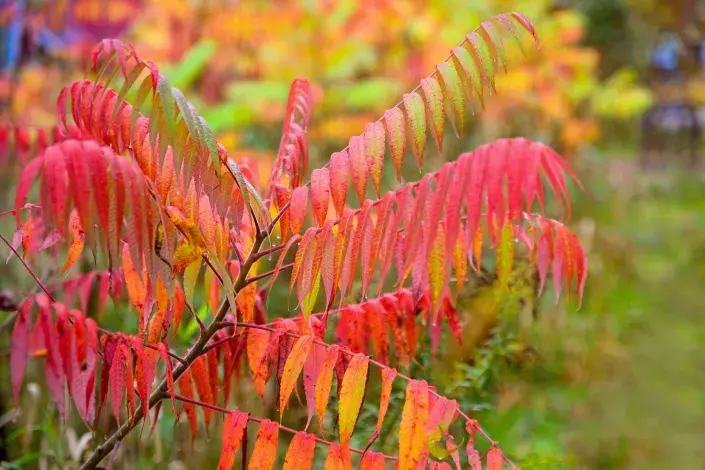 Podzimní listy škumpy ocetné Podzimní listy škumpy ocetné