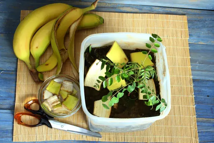 Banánové hnojivo Banánové hnojivo