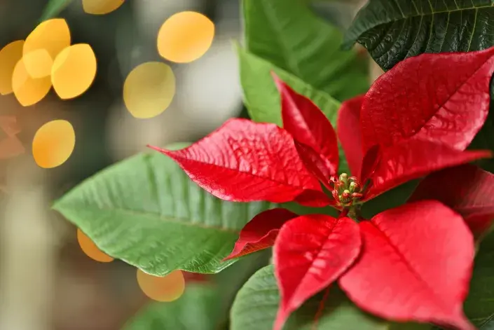 Červené listeny vánoční hvězdy