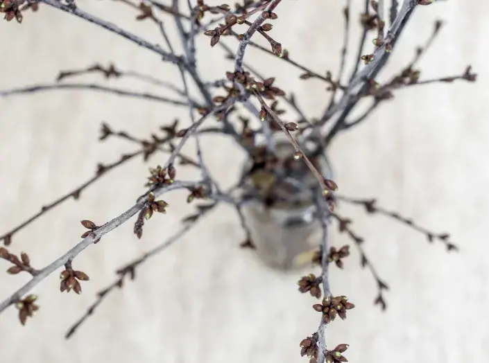 Větvičky barborek ve váze