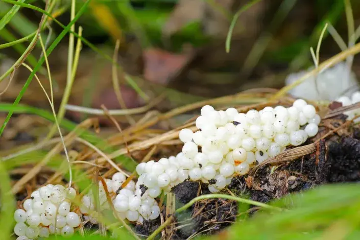 Vajíčka plžů Vajíčka plžů