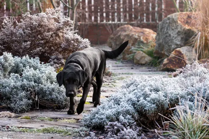 Černý pes v zimní zahradě Černý pes v zimní zahradě