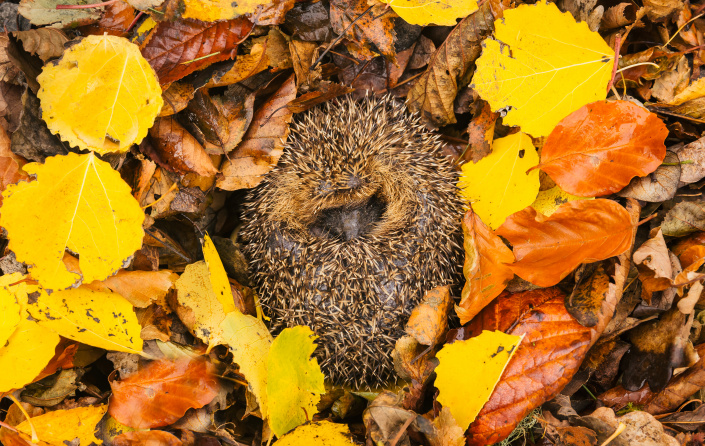 Spící ježek v hromadě listí
