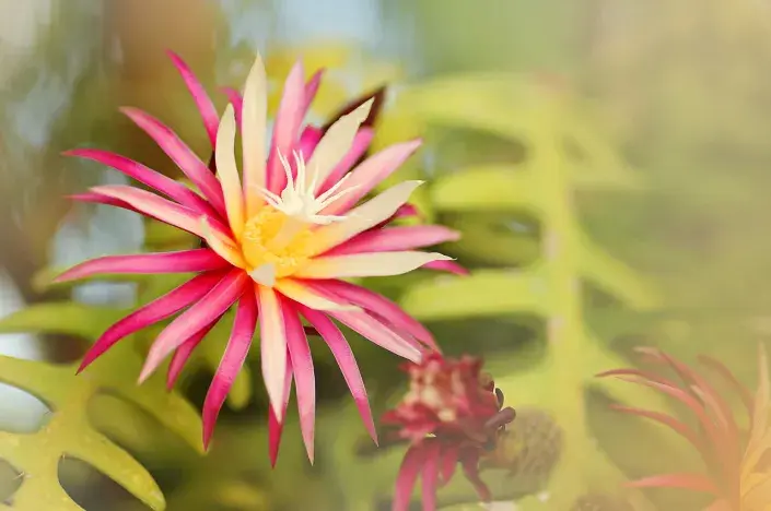 Exotický květ Exotický květ