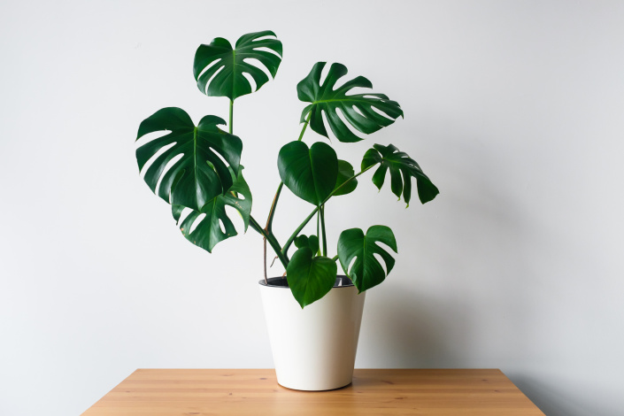 Monstera mladá rostlina