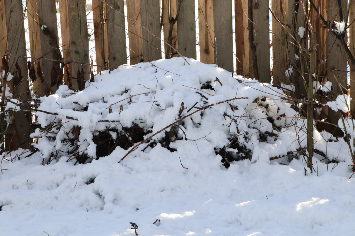 Zímní úkryt ježka pod sněhem