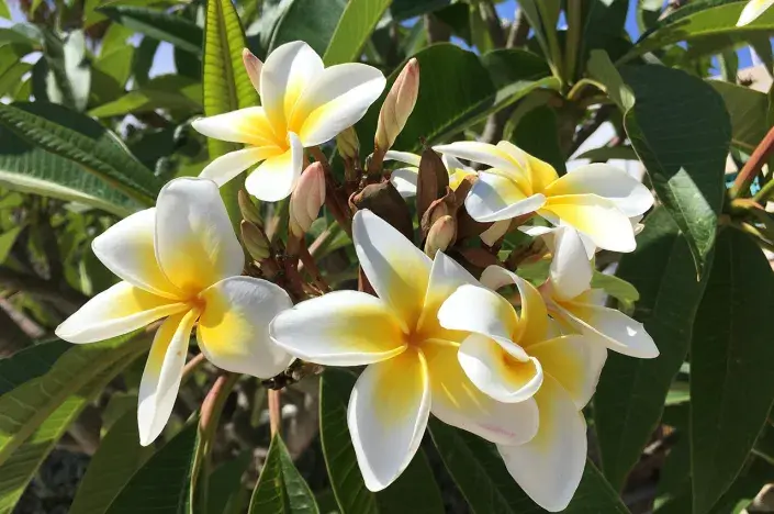 Exotický květ Exotický květ