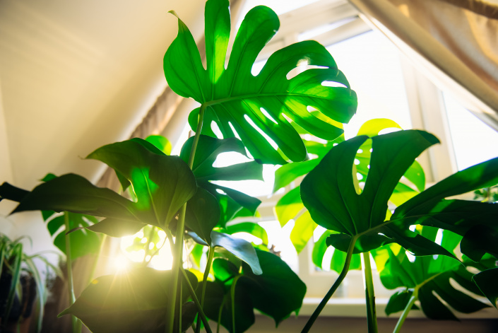 Monstera v zimě Monstera v zimě