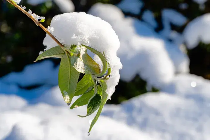 Zasněžený výhon komule Zasněžený výhon komule