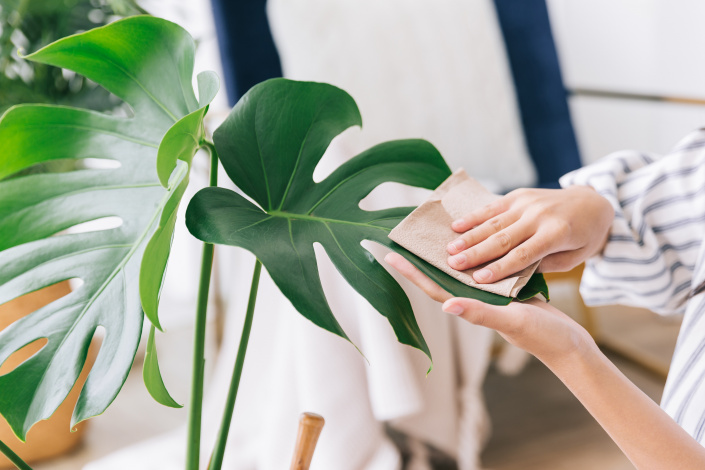 Monstera listy Monstera listy