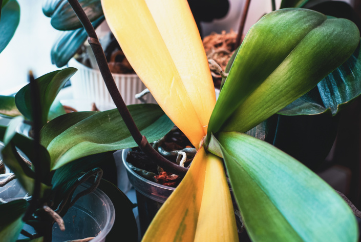 orchidej listy orchidej listy