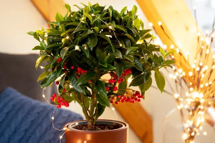 Klíman vroubkovaný jako vánoční stromeček Klíman vroubkovaný jako vánoční stromeček