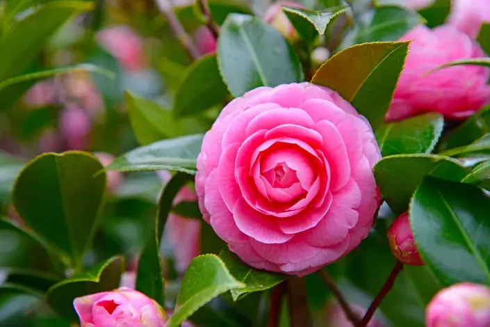 Růžové květy kamélie japonské