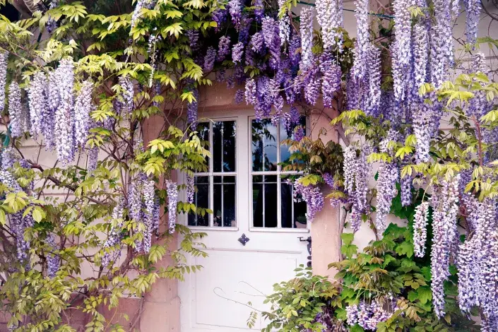 Fialové květy vistárie Fialové květy vistárie